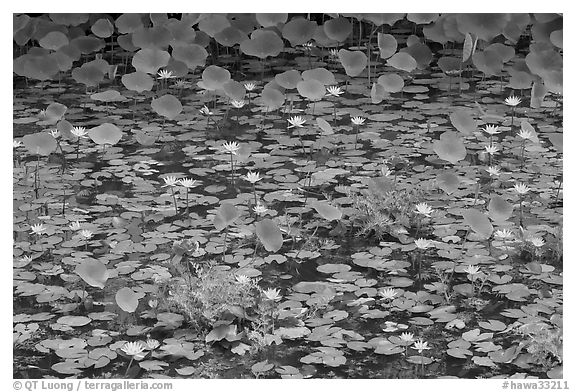 Rare blue flowers and water lilies. Kauai island, Hawaii, USA (black and white)