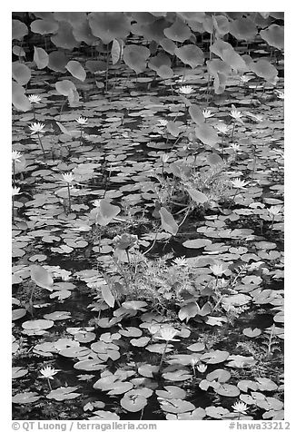 Blue aquatic flowers and water lilies. Kauai island, Hawaii, USA