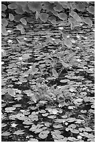 Blue aquatic flowers and water lilies. Kauai island, Hawaii, USA ( black and white)