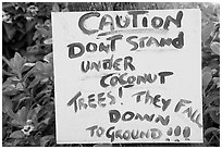 Hand written sign cautioning against falling coconut. Kauai island, Hawaii, USA ( black and white)