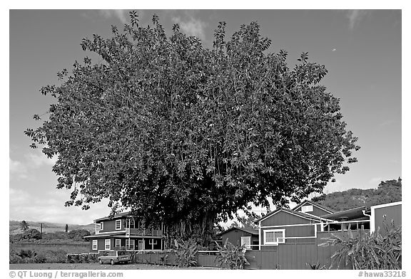 Banyan tree and house, Hanapepe. Kauai island, Hawaii, USA (black and white)