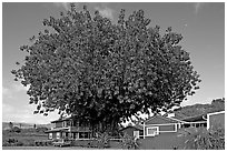 Banyan tree and house, Hanapepe. Kauai island, Hawaii, USA (black and white)