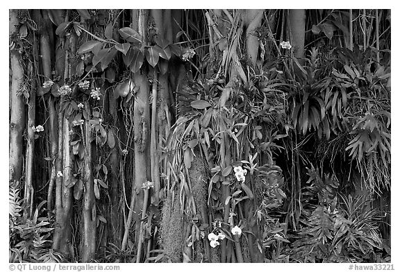 Banyan roots and tropical flowers, Hanapepe. Kauai island, Hawaii, USA
