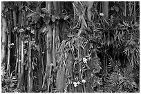 Banyan roots and tropical flowers, Hanapepe. Kauai island, Hawaii, USA (black and white)