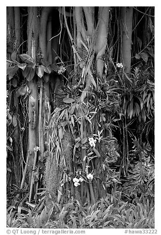 Banyan roots and tropical flowers, Hanapepe. Kauai island, Hawaii, USA (black and white)