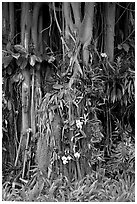 Banyan roots and tropical flowers, Hanapepe. Kauai island, Hawaii, USA (black and white)