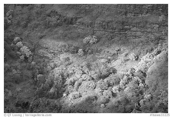 Treees, Waimea Canyon, afternoon. Kauai island, Hawaii, USA (black and white)