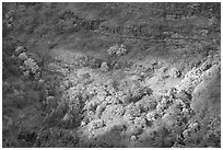 Treees, Waimea Canyon, afternoon. Kauai island, Hawaii, USA ( black and white)