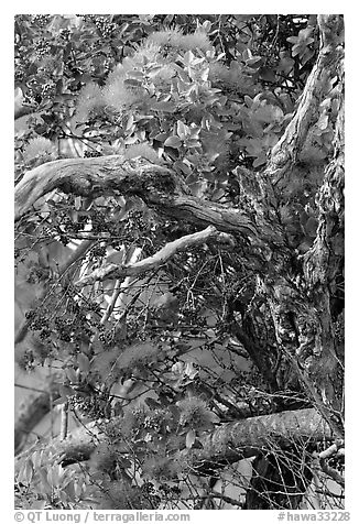 Ohia Tree with gnarled branches and red Lihua flowers, Waimea Canyon. Kauai island, Hawaii, USA (black and white)