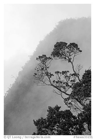 Tree and mist, Kalalau lookout, late afternoon. Kauai island, Hawaii, USA (black and white)