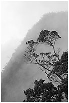 Tree and mist, Kalalau lookout, late afternoon. Kauai island, Hawaii, USA (black and white)
