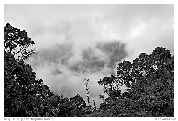 Trees and mist, Kalalau lookout, late afternoon. Kauai island, Hawaii, USA (black and white)