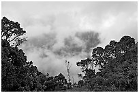 Trees and mist, Kalalau lookout, late afternoon. Kauai island, Hawaii, USA (black and white)