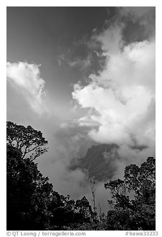 Trees and clouds, Kalalau lookout, late afternoon. Kauai island, Hawaii, USA (black and white)