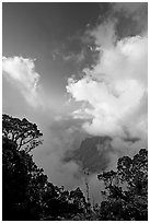 Trees and clouds, Kalalau lookout, late afternoon. Kauai island, Hawaii, USA (black and white)