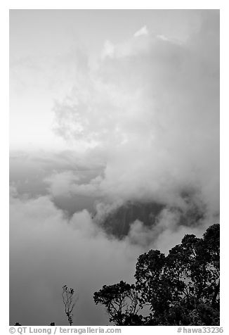 Trees and clouds, Kalalau lookout, sunset. Kauai island, Hawaii, USA (black and white)