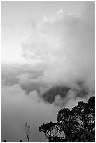 Trees and clouds, Kalalau lookout, sunset. Kauai island, Hawaii, USA ( black and white)