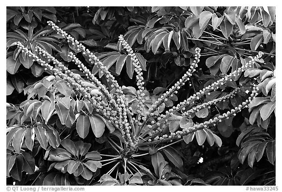 Tropical bloom on a tree. Kauai island, Hawaii, USA (black and white)