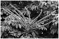 Tropical bloom on a tree. Kauai island, Hawaii, USA (black and white)