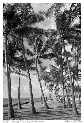 Palm tree grove, Kapaa, early morning. Kauai island, Hawaii, USA (black and white)