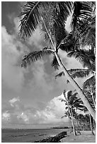 Palm trees and ocean, Kapaa, early morning. Kauai island, Hawaii, USA ( black and white)