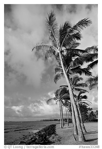 Palm trees and ocean, Kapaa, early morning. Kauai island, Hawaii, USA (black and white)