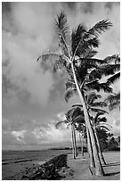 Palm trees and ocean, Kapaa, early morning. Kauai island, Hawaii, USA (black and white)