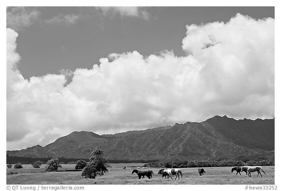 Horses in pasture near Anahola. Kauai island, Hawaii, USA (black and white)