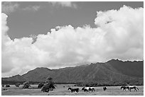 Horses in pasture near Anahola. Kauai island, Hawaii, USA ( black and white)