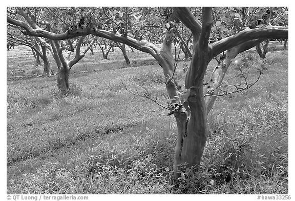 Guava trees in plantation. Kauai island, Hawaii, USA