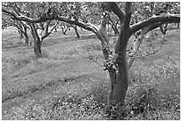 Guava trees in plantation. Kauai island, Hawaii, USA (black and white)