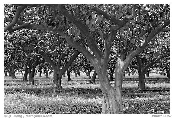 Guava tree orchard. Kauai island, Hawaii, USA