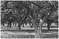 Guava tree orchard. Kauai island, Hawaii, USA (black and white)