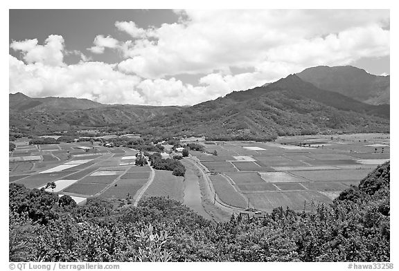 Hanalei Valley with patchwork taro fields,  mid-day. Kauai island, Hawaii, USA