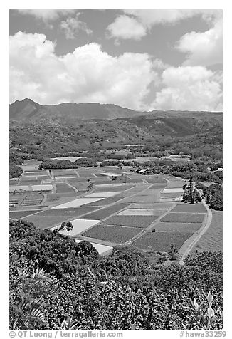 Patchwork of taro fields seen from Hanalei Lookout, mid-day. Kauai island, Hawaii, USA (black and white)