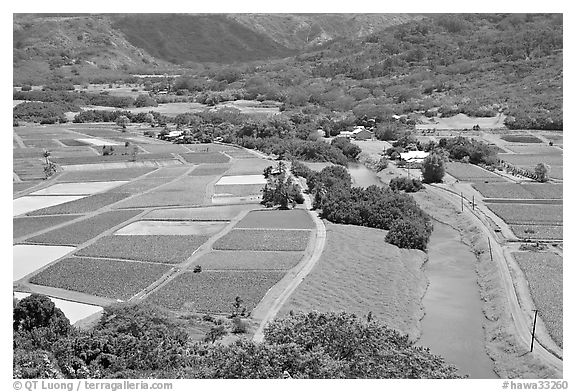 Taro fields and Hanalei River. Kauai island, Hawaii, USA (black and white)