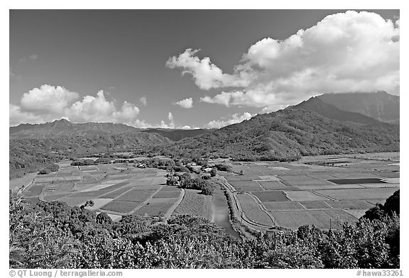 Hanalei Valley from Hanalei lookout. Kauai island, Hawaii, USA