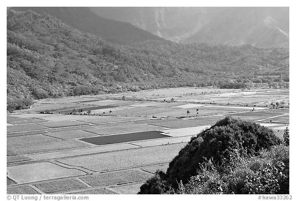 Patchwork taro fields in Hanalei Valley, mid-day. Kauai island, Hawaii, USA (black and white)