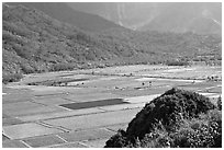 Patchwork taro fields in Hanalei Valley, mid-day. Kauai island, Hawaii, USA (black and white)