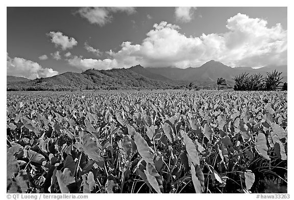 Taro field in Hanalei Valley, afternoon. Kauai island, Hawaii, USA (black and white)