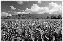 Taro field in Hanalei Valley, afternoon. Kauai island, Hawaii, USA (black and white)