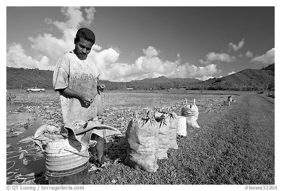 Plantation worker and bags of taro, Hanalei Valley, afternoon. Kauai island, Hawaii, USA