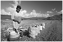 Plantation worker and bags of taro, Hanalei Valley, afternoon. Kauai island, Hawaii, USA ( black and white)