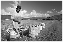 Plantation worker and bags of taro, Hanalei Valley, afternoon. Kauai island, Hawaii, USA (black and white)