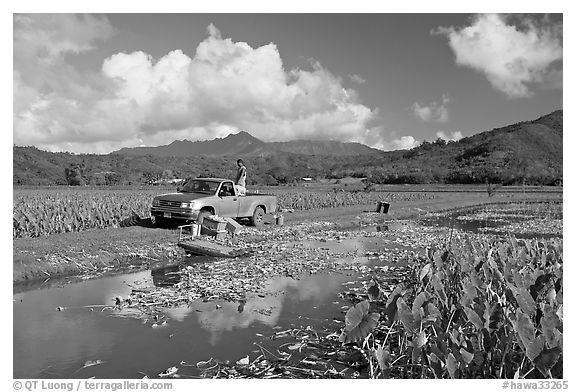 Plantation workers with truck, Hanalei Valley, afternoon. Kauai island, Hawaii, USA