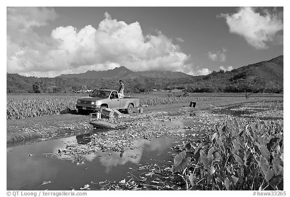 Plantation workers with truck, Hanalei Valley, afternoon. Kauai island, Hawaii, USA (black and white)