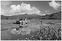 Plantation workers with truck, Hanalei Valley, afternoon. Kauai island, Hawaii, USA (black and white)
