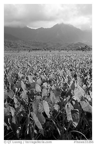 Taro field in Hanalei Valley, afternoon. Kauai island, Hawaii, USA