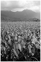 Taro field in Hanalei Valley, afternoon. Kauai island, Hawaii, USA ( black and white)