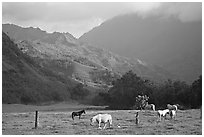 Horses and mountains near Haena. North shore, Kauai island, Hawaii, USA (black and white)